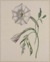 Y 077c
          <br/>
          Wit bloeiende doornappel
          <br/>
          <em>Snabilie, Maria Geertruida (1776-1838)</em>